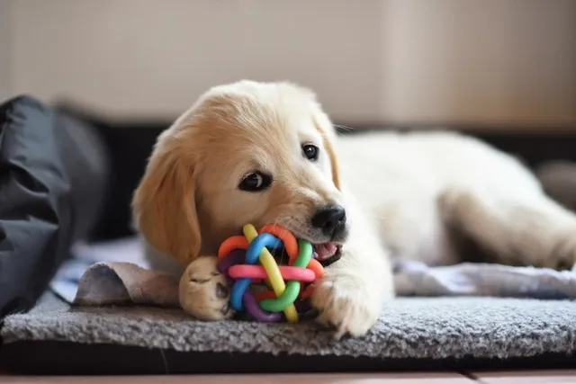 When Will My Golden Retriever Stop Teething? How to Help & Training Tips