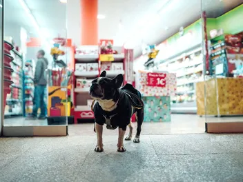 24 Dog-Friendly Stores in the US (2026 Update)