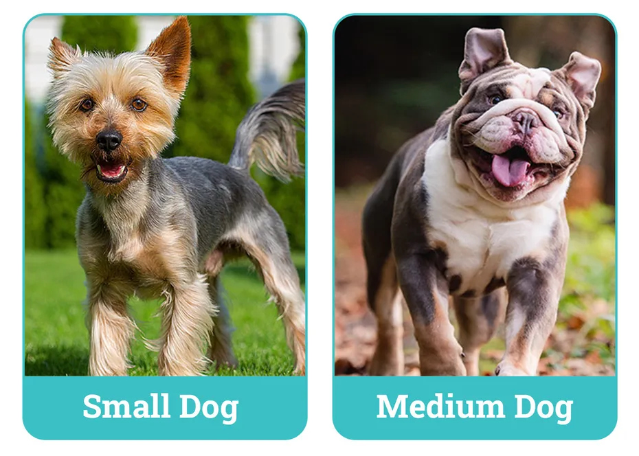 Small Dog vs Medium Dog side by side