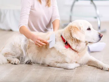 How to Get Rid of Dog Dandruff Fast: Vet-Verified Causes & Treatments