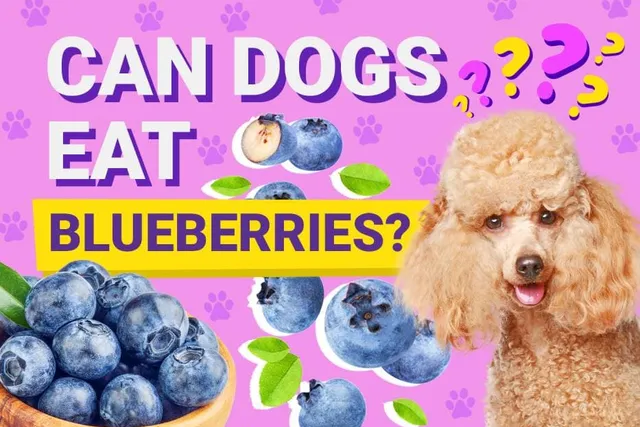 Can Dogs Eat Blueberries? Vet-Verified Nutrition Facts & Tips