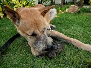Why Do Dogs Eat Dirt? Vet-Reviewed Common Reasons & Facts