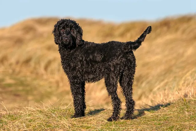 When Will My Labradoodle Calm Down? Vet-Reviewed Facts & FAQ