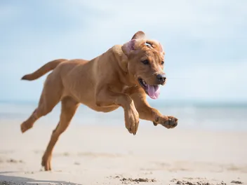How Old Is 5 in Dog Years? Vet-Approved Guide to Each Size of Dog