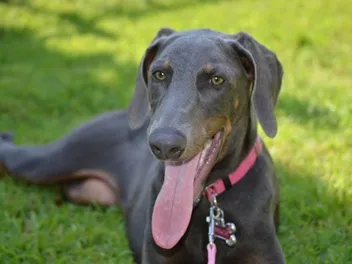 Blue Doberman: Info, Pictures, Origin & History