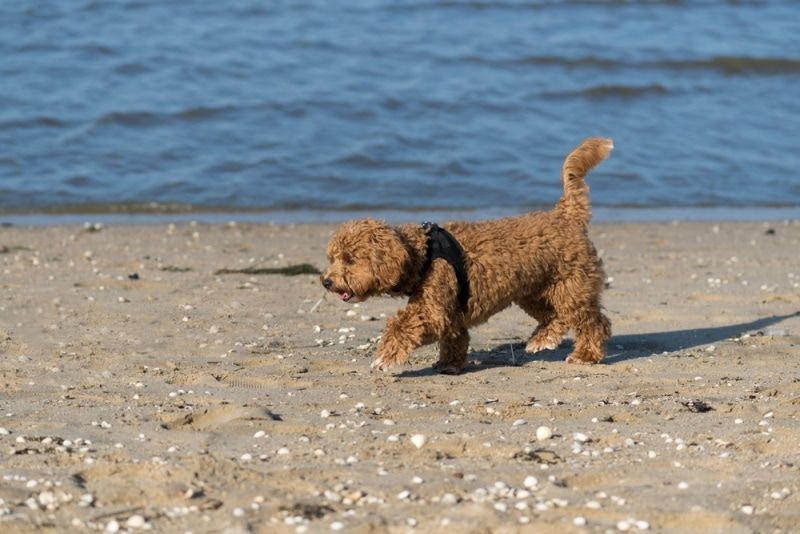maltipoo walking in the sand