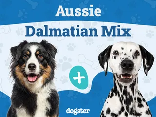 Aussie Dalmatian Mix: Info, Pictures, Care & More