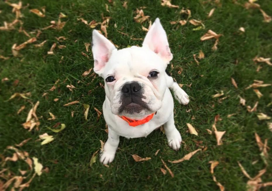 French Bulldog and Pug mix puppy looking up