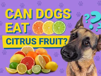 Can Dogs Eat Citrus Fruit? Vet-Verified Nutrition Facts & FAQ