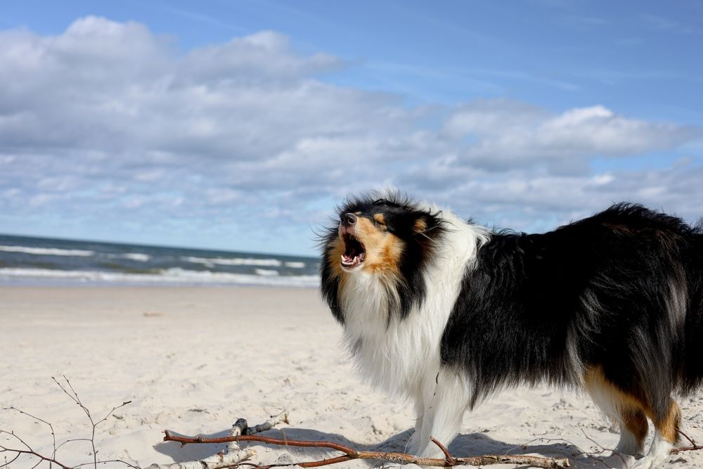 rough collie dog barking at the beach