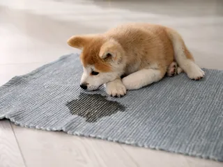 How to Get Dog Pee Smell Out of Carpet Without Vinegar: 5 Methods