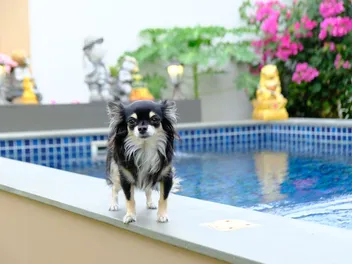 Can Chihuahuas Swim? Vet-Verified Facts & Info