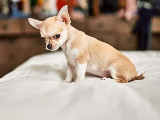What Is the Smallest Chihuahua Breed in the World? With Pictures & Facts