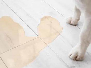Why Does My Dog Pee When Excited? Common Causes & Tips (Vet Answer)