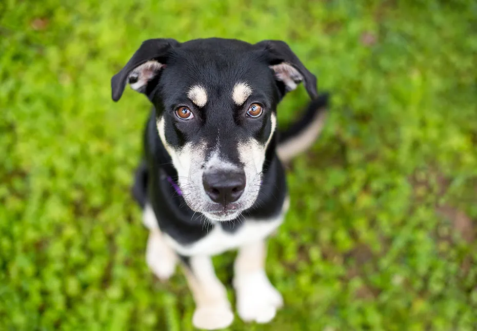 alaskan husky german shepherd mix puppy