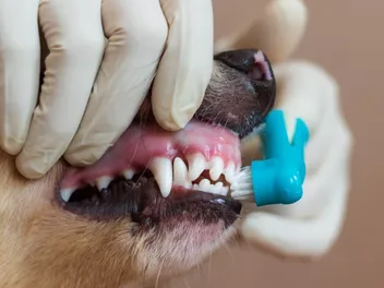How Much Does Dog Tooth Extraction Cost? 2026 Price Guide