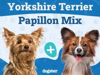 Yorkillon (Yorkshire Terrier & Papillon Mix): Info, Pictures, Care Guide & More