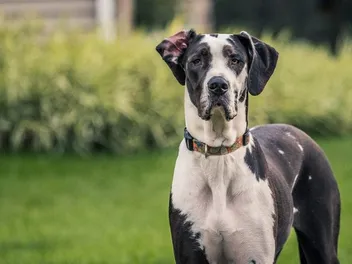 How to Breed Great Danes: Breeding Practices, Litter Size & Vet-Approved Tips