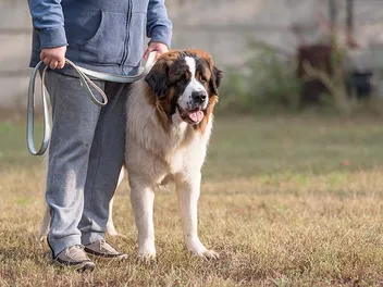 Will My Dog Protect Me If I Am Attacked? Vet-Reviewed Facts & FAQ