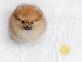 How to Get Urine Smell Out of Dog Fur: 4 Easy Ways