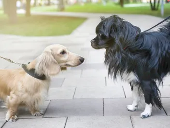 How to Teach Your Dog to Greet Other Dogs Calmly: 10 Vet Approved Tips