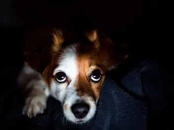Can Dogs See in the Dark? Vet-Reviewed Facts & FAQ