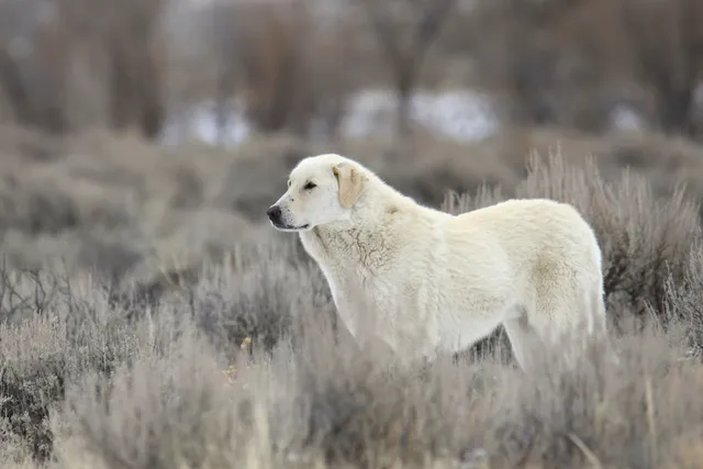 Kuvasz Dog: Breed Info, Pictures, Facts, & Traits