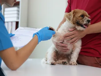 Alabama Rot in Dogs: Causes, Signs & Treatments (Vet Answer)