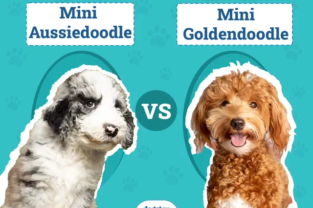 Mini Aussiedoodle vs. Mini Goldendoodle: The Differences (With Pictures)