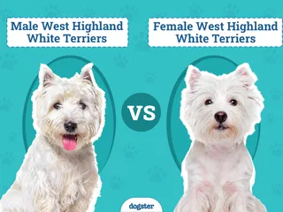 Male vs Female West Highland White Terriers: Differences (With Pictures)