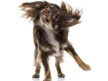 Why Do Dogs Shake Off When They Aren’t Wet? 5 Vet-Verified Reasons
