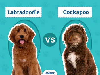 Labradoodle vs. Cockapoo: The Differences (With Pictures)