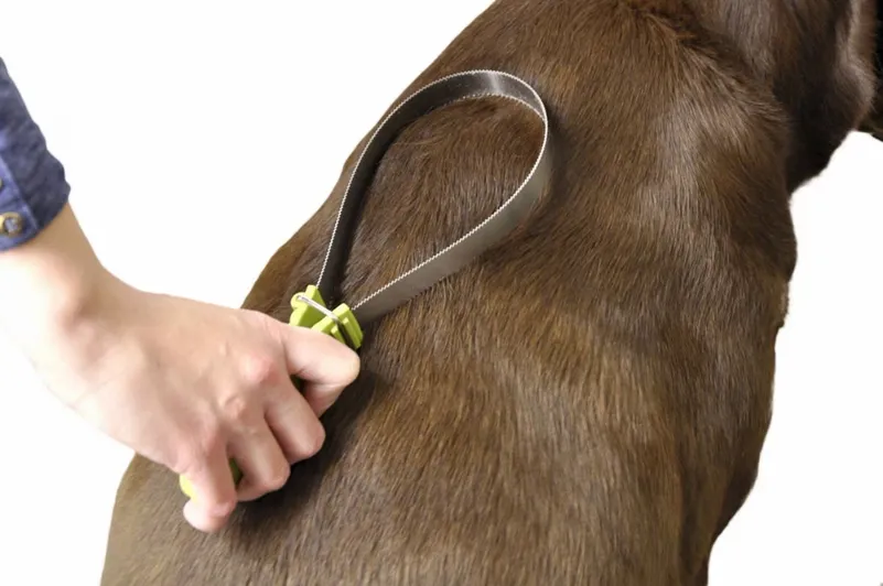 woman using shedding blade on dog