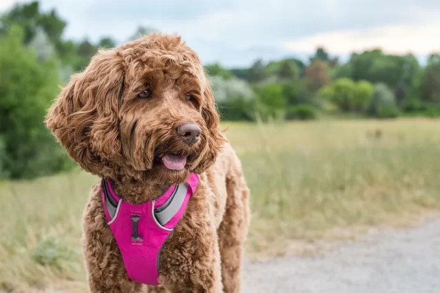10 Dog Friendly Hiking Trails in Connecticut (2026 Guide)