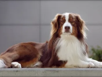 5 Dog Breeds That Can Be Different Sizes: Pictures, Facts & Info