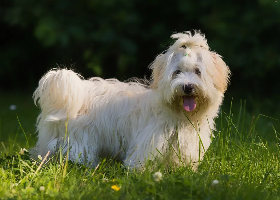 havanese dog standing on the grass