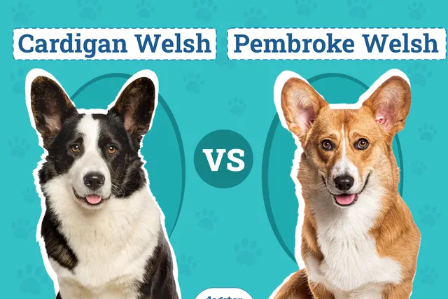 Cardigan Welsh vs Pembroke Welsh Corgi: Vet-Reviewed Differences (With Pictures)