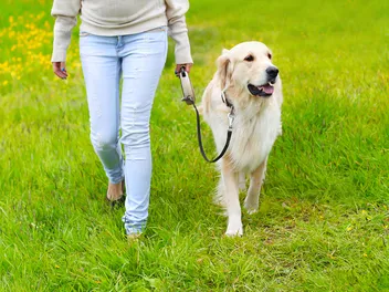 How to Loose Leash Train a Dog: Vet-Approved Tips & Tricks