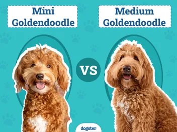 Mini vs Medium Goldendoodle: The Differences (With Pictures)