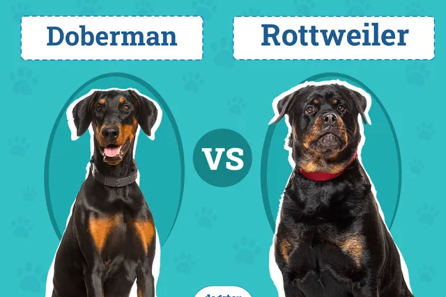 Doberman vs Rottweiler: The Key Differences (With Pictures)