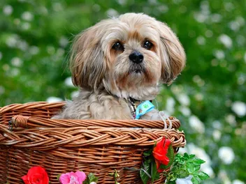 10 Best Dog Foods for Lhasa Apsos in 2026 – Reviews & Top Picks