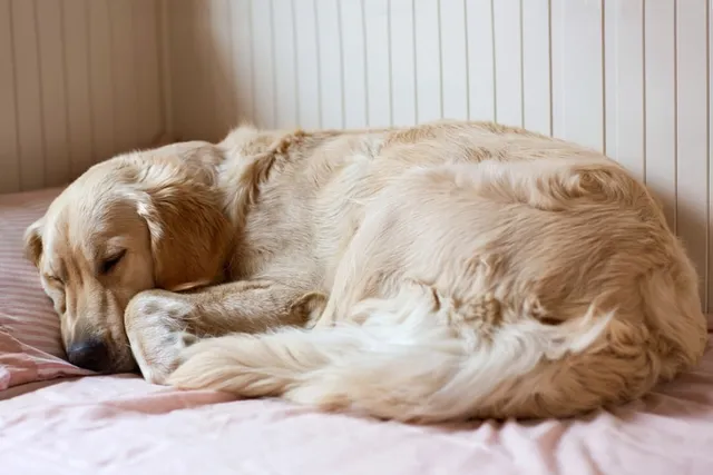 Why Do Old Dogs Smell? 11 Vet-Verified Causes