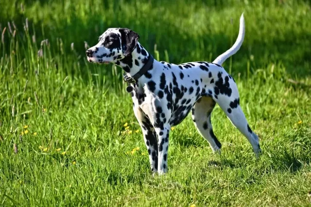 6 Different Dalmatian Colors (With Pictures)