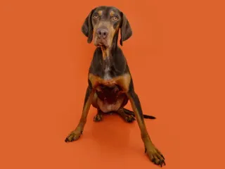 Vizsla Doberman Mix: Info, Pictures, Traits & More