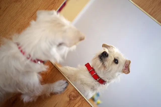 Do Dogs Know What They Look Like? The Surprising Answer