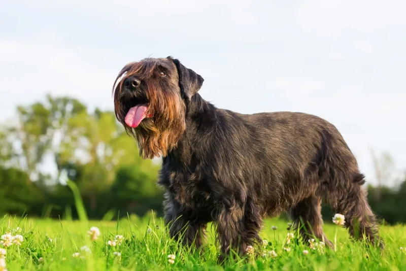 standard schnauzer on the meadow