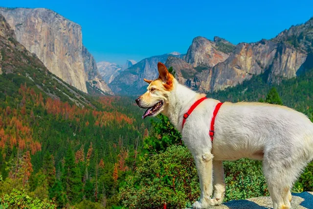 10 Dog-Friendly Hiking Trails in New York State (2026 Guide)