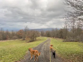 Dogs and Cats: How Lava & Hela Treat the Kitties