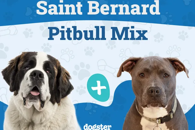 St. Bullnard (St. Bernard Pitbull Mix): Info, Pictures, Care & More