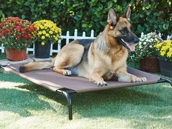 9 Best Elevated Dog Beds in 2026 - Reviews & Top Picks